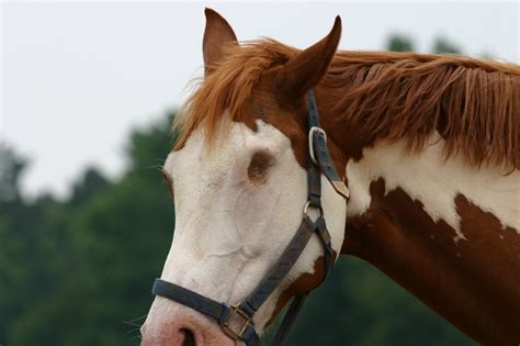 Blind horse - The Blind Horse Project... This is a group dedicated to allowing blind horse owners connect and share their amazing journeys with their blind horses. The Blind Horse Project Patreon will be a general guide.